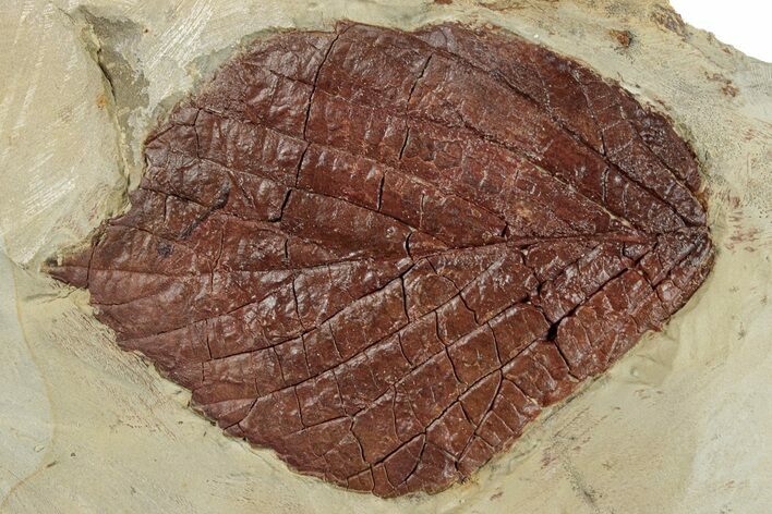 Fossil Leaf (Beringiaphyllum) - Montana #270225